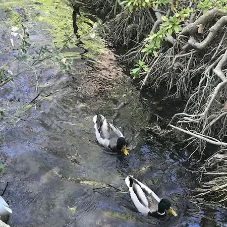 Appartement En Bordure De Sorgue LʼIsle-sur-la-Sorgue Buitenkant foto